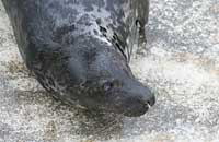 gnasher in the convalescence pool - photo was taken on 30th December 2006