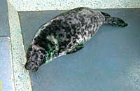 Ghasher in the hospital - photo was taken on 26th October 2006 by Rachael Vine