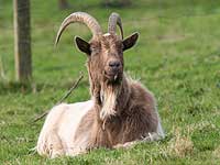 Monty, our goat