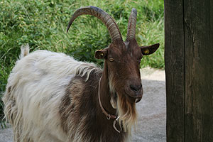 Goats, Ponies and Sheep