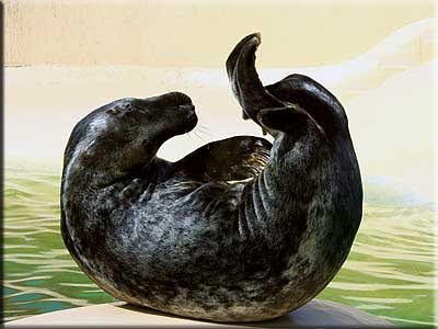 Stevie, rescued grey seal
