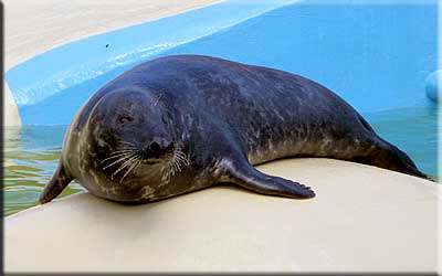 Stevie, rescued grey seal