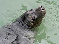 Gryffin in the outside pool - photo was taken on 20th March 2008