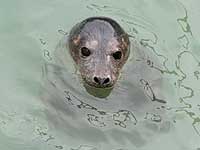 Gryffin in the outside pool - photo was taken on 20th March 2008