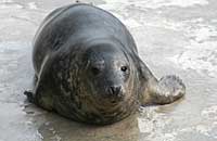 Photo of Guvnor was taken on 26th of February 2006 in the convalescence pool.  Guvnor's flipper tag number is 36.