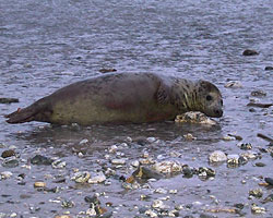 Skittles refusing to go in the water!