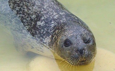 Babyface settled at the sanctuary