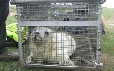 Pearl before transport to the sanctuary