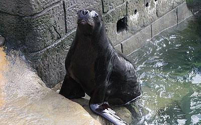 Sea Lions