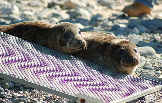 Seal Release