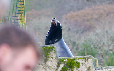 Andre, a Californian Sea Lion