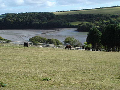 view across the pony's paddock