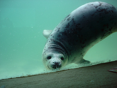 Underwater View