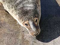 Hannibal in the convalescence pool - photo was taken on 9th April 2008