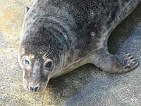 Hannibal in the convalescence pool - photo was taken on 9th April 2008