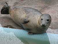 Hannibal in the convalescence pool