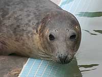 Hannibal in the convalescence pool