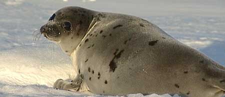 Harp Seal Pup - March 2004 photo by Dr Glenn Boyle