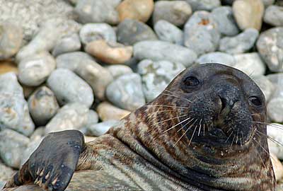 This photo of Sahara, our hooded seal, was taken by Derek Hart during his visit. <BR>Derek Hart said he had a great day at the sanctuary on Sunday 7th September 2008