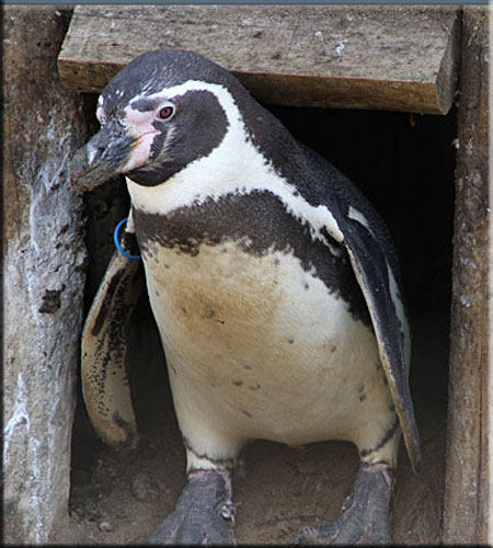Harvey, our resident Penguin