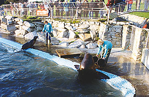 Our two Helens feeding the Patagonian sea lions