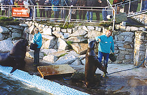 Our two Helens feeding the Patagonians