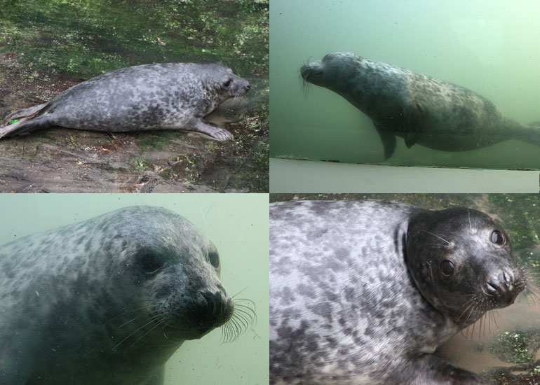 Photo of Hippo taken on 28th December 2011