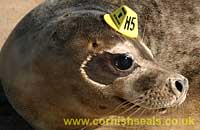 Photo of Hobson - Copyright of Simon Bone - www.cornishseals.co.uk