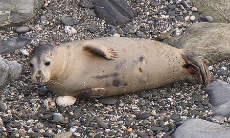 Photo of Holly is copyright of Simon Bone (www.cornishseals.co.uk)