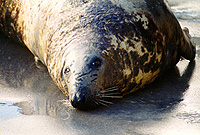 Adult Grey seal