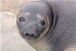 Cleo, a hooded seal