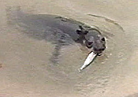 Cleo, a hooded seal