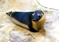 Cleo, a hooded seal