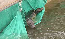 Hope makes a Hammock out of the tarpaulin.