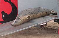 Hope being released back into the wild