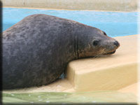 Houdini, a rescued grey seal pup