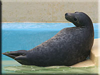 Houdini, a rescued grey seal pup