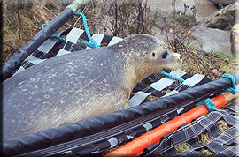 Seal Release