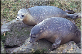 Seal Release