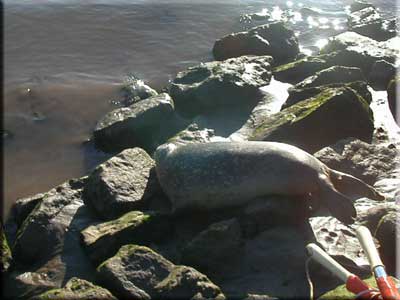 The seals are released back into the wild