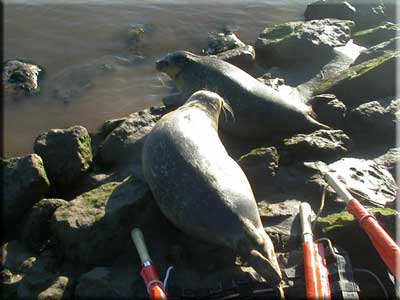 The seals are released back into the wild
