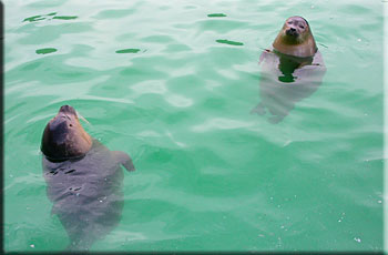 Pups in the seal enclosure pool