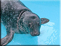 Icicle, a rescued grey seal