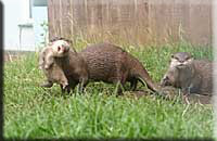 Chipz (dad) carrying one of his babies