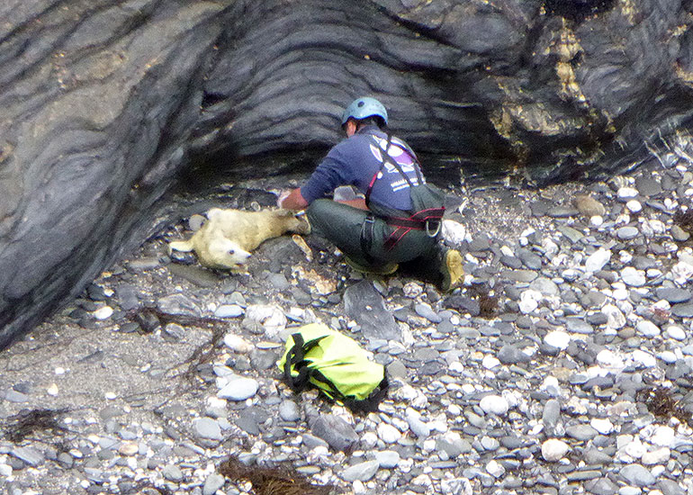First rescued pup of the 2014/15 season