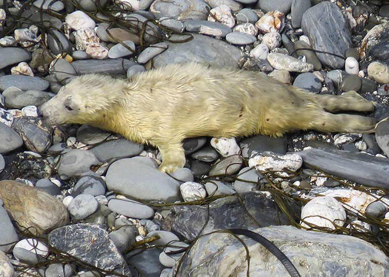 First rescued pup of the 2014/15 season