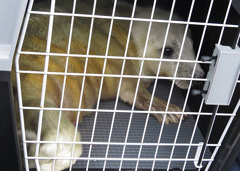 First rescued pup of the 2014/15 season