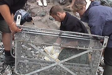Dan Jarvis rescuing a pup
