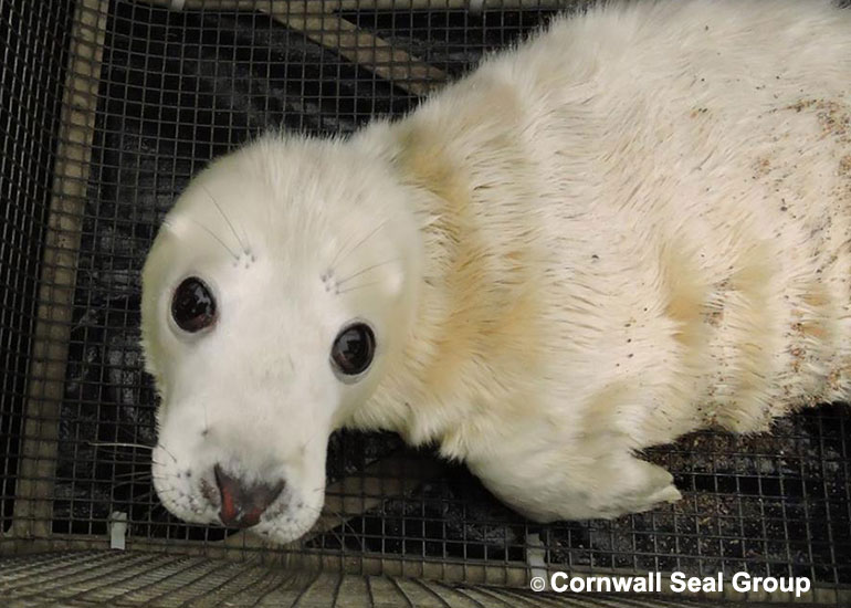 First rescued pup of the 2014/15 season