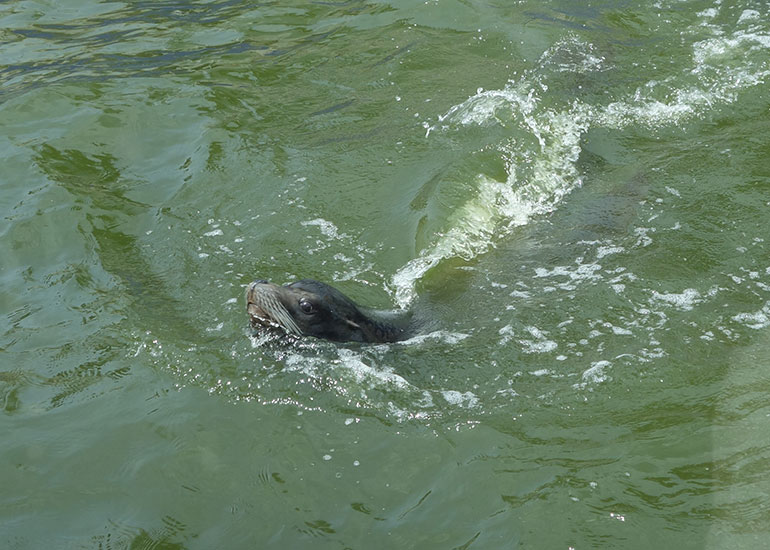 Photo of Badger was taken by the King family on 28th May 2015